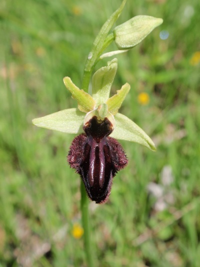 Ophrys incubacea subsp vivarensis (?)